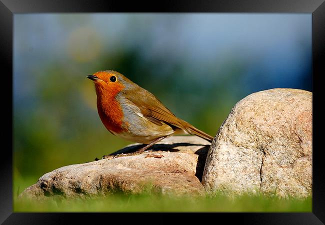 Robin Framed Print by Macrae Images