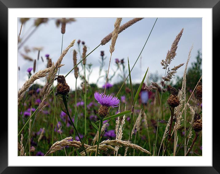 Wild flowers in a meadow Framed Mounted Print by Antoinette B