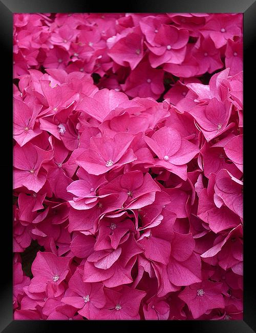 Hydrangea Petals Framed Print by Antoinette B