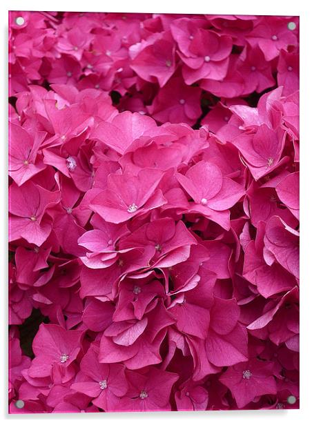 Hydrangea Petals Acrylic by Antoinette B
