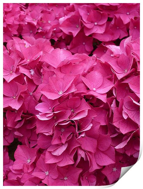Hydrangea Petals Print by Antoinette B