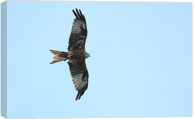 Red Kite against a blue sky Canvas Print by Paul Judge