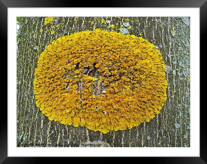 Lichen Framed Mounted Print by Robert Gipson