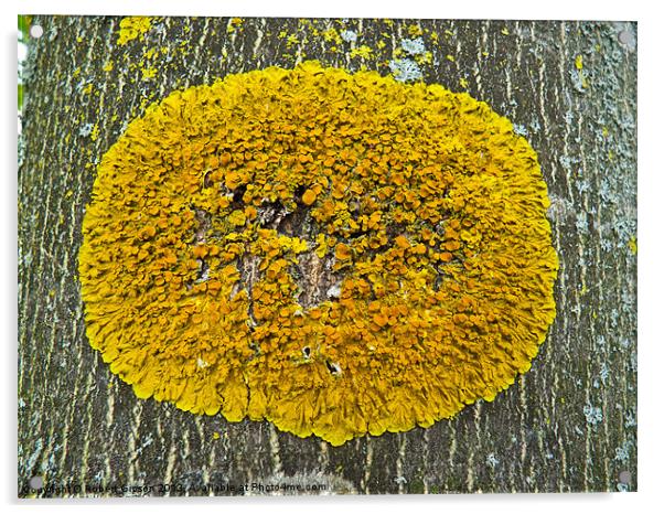 Lichen Acrylic by Robert Gipson