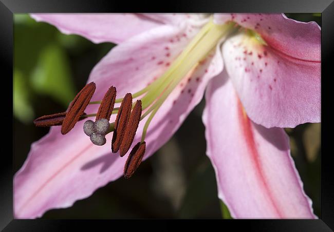 Lillies in Bloom Framed Print by Oliver Porter