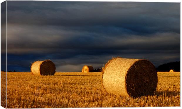 Bales Canvas Print by Macrae Images