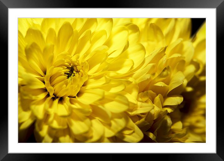 Sunshine in a Flower Framed Mounted Print by Tony Fishpool