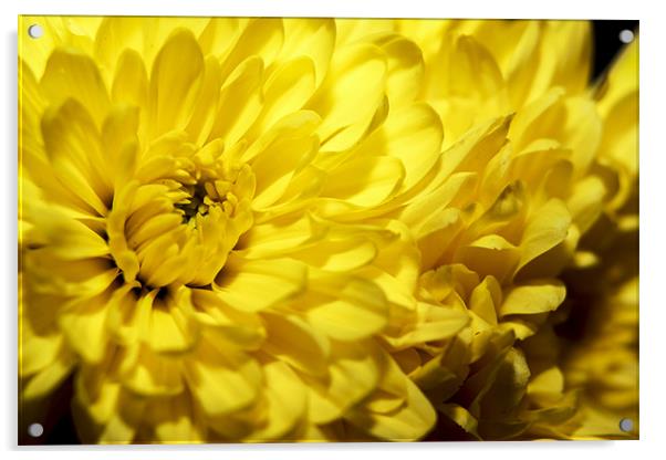 Sunshine in a Flower Acrylic by Tony Fishpool