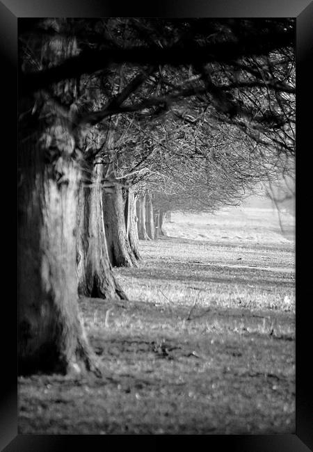 Walk in the Trees Framed Print by Tony Fishpool