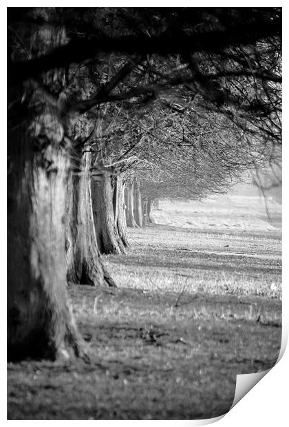 Walk in the Trees Print by Tony Fishpool