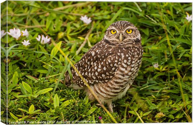 The Burrowing Owl (Athene cunicularia) Canvas Print by Pete Lawless
