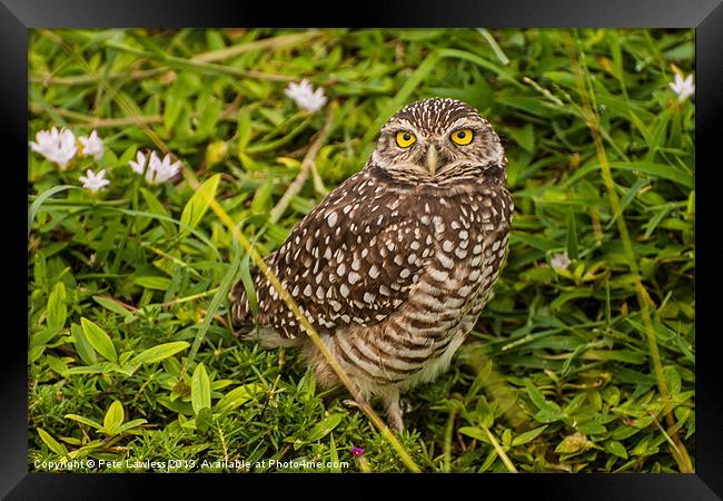 The Burrowing Owl (Athene cunicularia) Framed Print by Pete Lawless