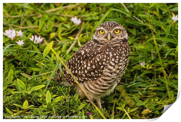 The Burrowing Owl (Athene cunicularia) Print by Pete Lawless