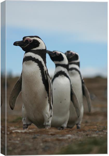 Magellanic Penguins Canvas Print by Andrew Carr
