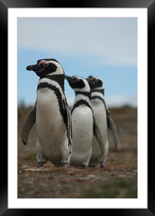 Magellanic Penguins Framed Mounted Print by Andrew Carr