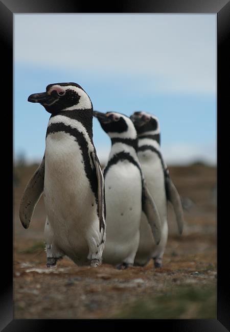 Magellanic Penguins Framed Print by Andrew Carr