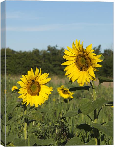 Sunflowers and Bees Canvas Print by Bill Simpson