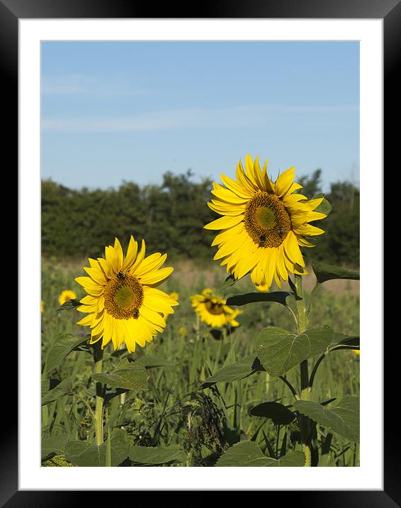Sunflowers and Bees Framed Mounted Print by Bill Simpson