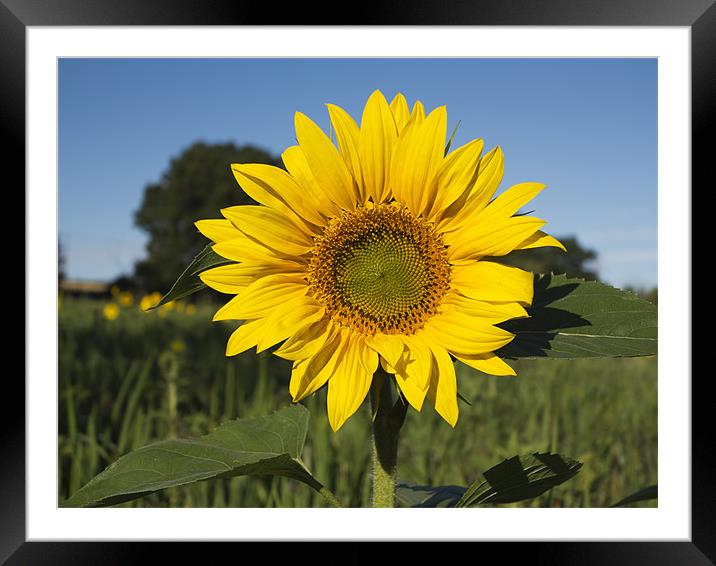 Single Sunflower Framed Mounted Print by Bill Simpson