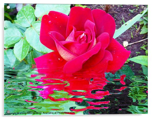 1781-rose with the reflections Acrylic by elvira ladocki
