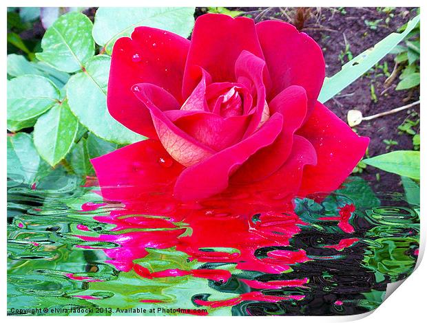 1781-rose with the reflections Print by elvira ladocki