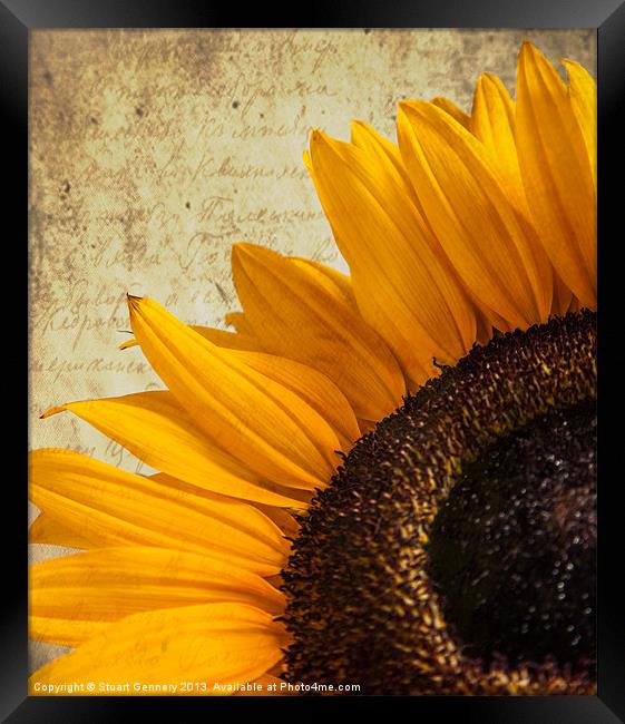 Textured Sunflower Framed Print by Stuart Gennery