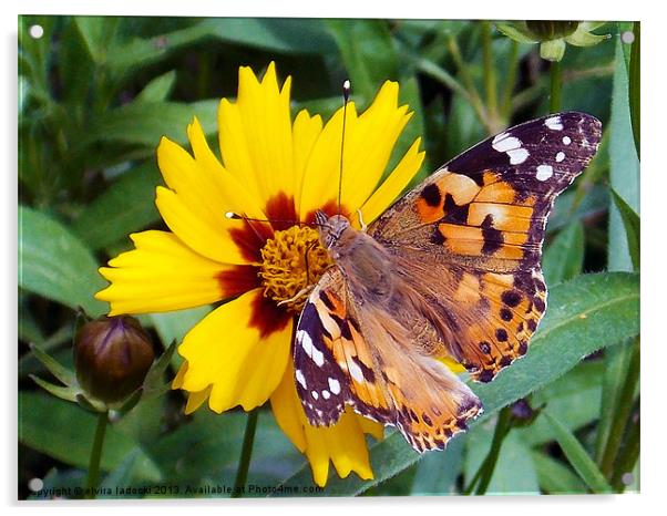 1788-butterfly on flower Acrylic by elvira ladocki