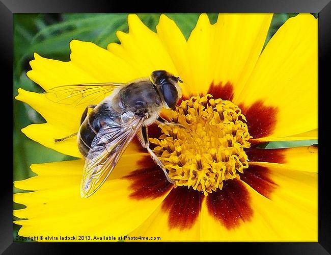 1789-insect on the flower Framed Print by elvira ladocki