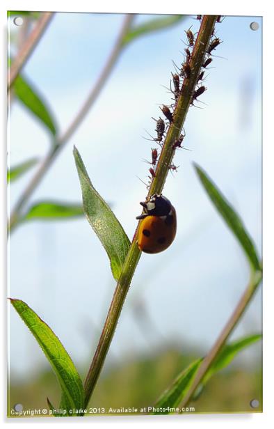 Ladybird feeding on Aphids Acrylic by philip clarke