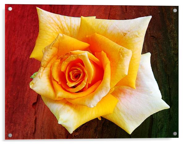 1815-beauty rose Acrylic by elvira ladocki