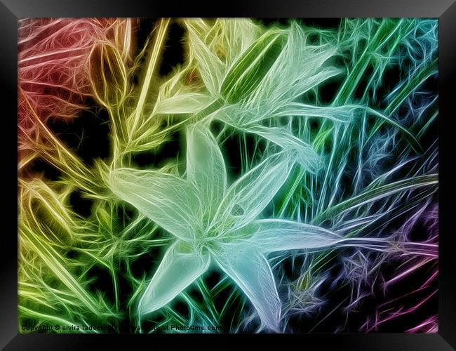 fractal lilys Framed Print by elvira ladocki