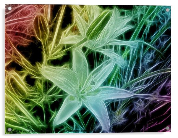 fractal lilys Acrylic by elvira ladocki