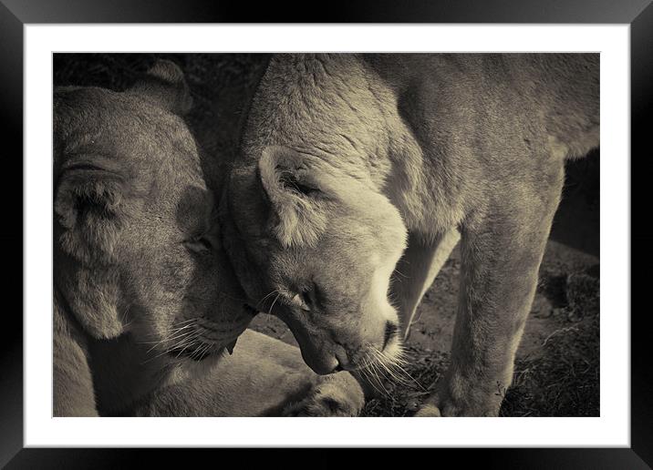 Wild love Framed Mounted Print by Castleton Photographic