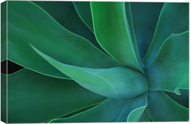 Agave Green Leaves 2 Canvas Print by Lisa Shotton
