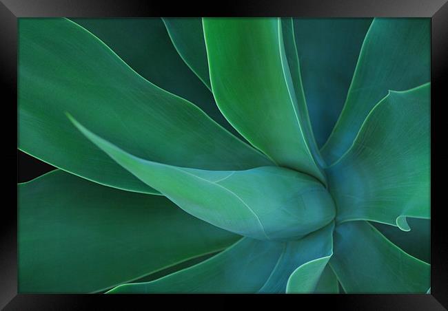 Agave Green Leaves 2 Framed Print by Lisa Shotton