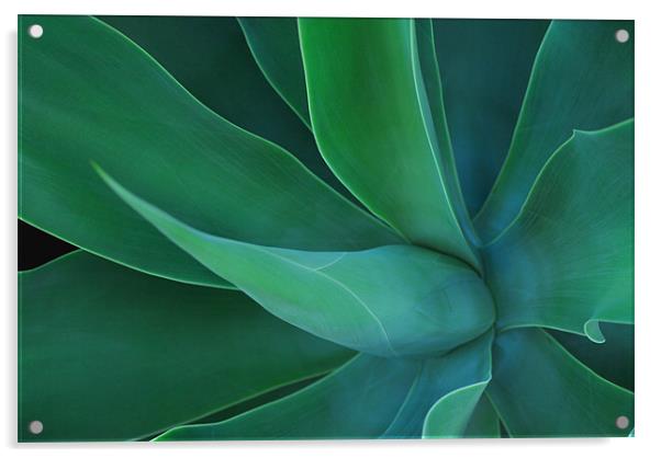 Agave Green Leaves 2 Acrylic by Lisa Shotton