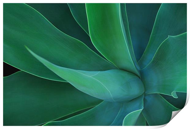 Agave Green Leaves 2 Print by Lisa Shotton