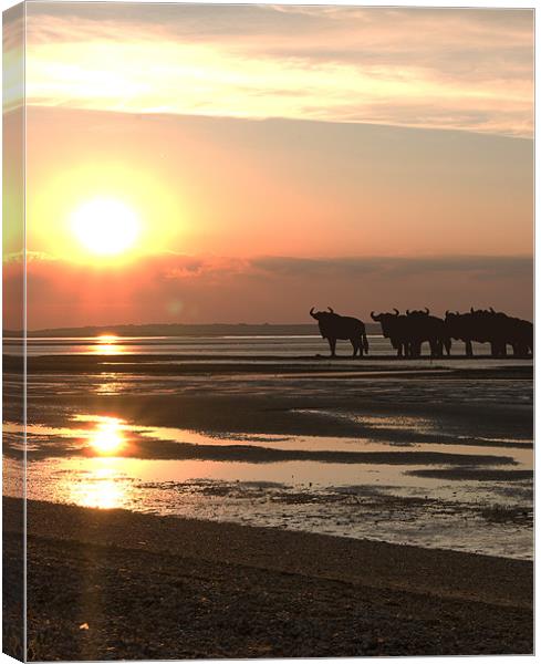 WILDEBEEST AT SUNSET Canvas Print by mark tudhope