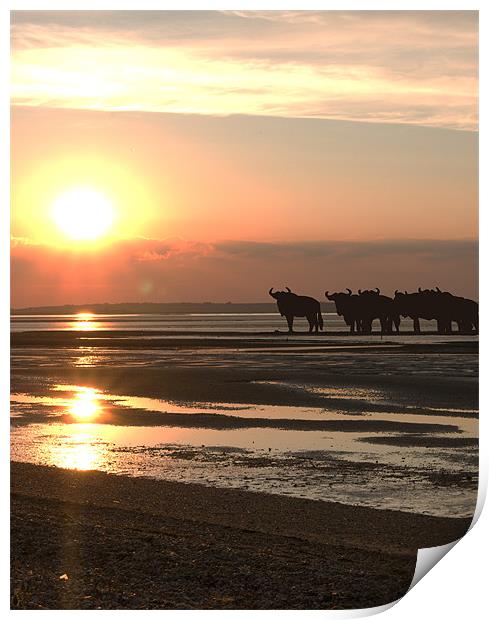 WILDEBEEST AT SUNSET Print by mark tudhope