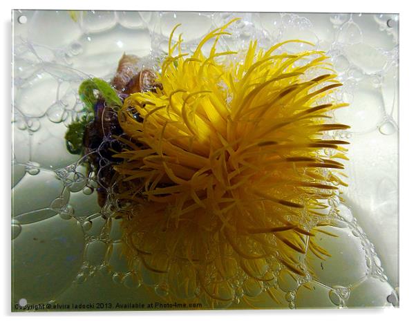 yellow flower Acrylic by elvira ladocki