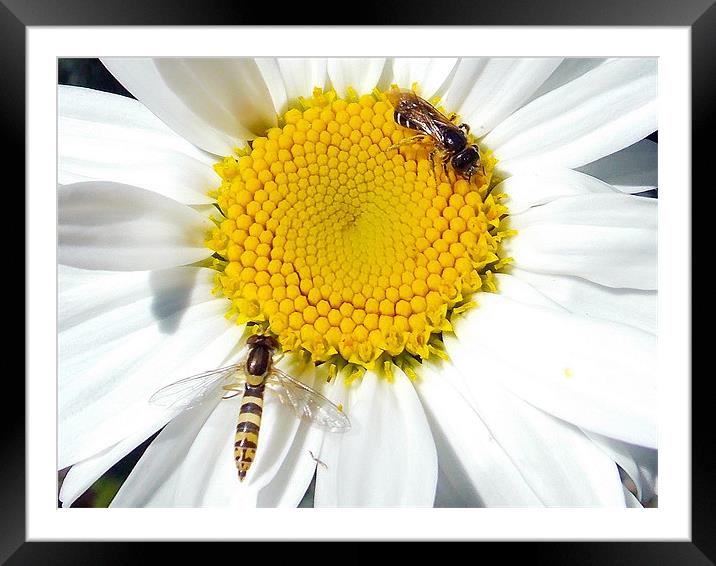 insects on the flower Framed Mounted Print by elvira ladocki