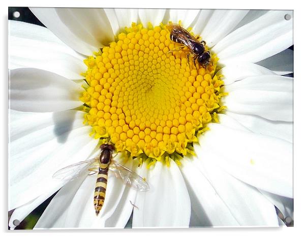 insects on the flower Acrylic by elvira ladocki