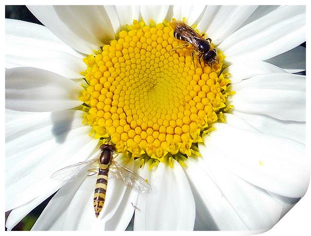 insects on the flower Print by elvira ladocki