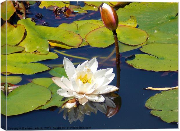 nice waterlily Canvas Print by elvira ladocki