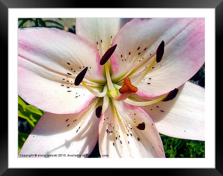 1872-pink lily Framed Mounted Print by elvira ladocki