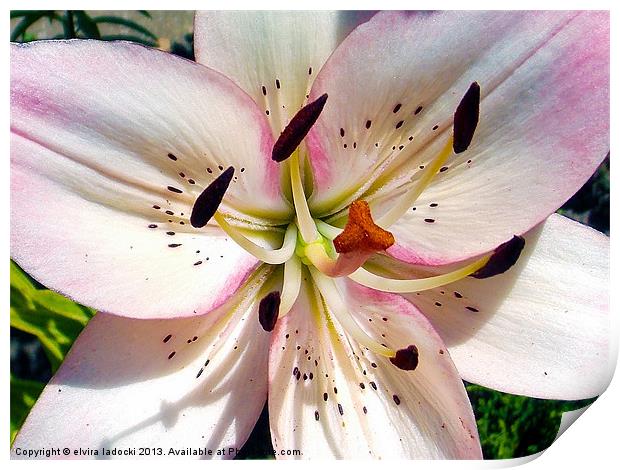 1872-pink lily Print by elvira ladocki