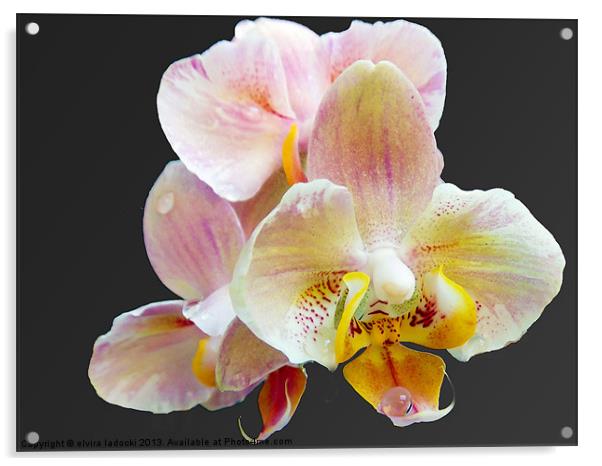 1878-beauty orchids Acrylic by elvira ladocki