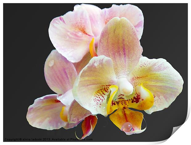 1878-beauty orchids Print by elvira ladocki