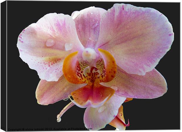 1879-beauty orchid Canvas Print by elvira ladocki
