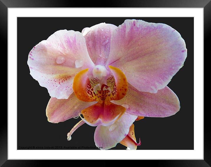 1879-beauty orchid Framed Mounted Print by elvira ladocki